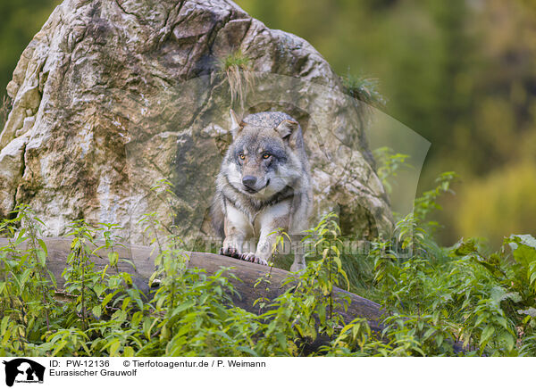 Eurasischer Grauwolf / eurasian greywolf / PW-12136