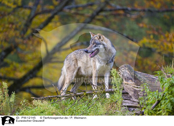 Eurasischer Grauwolf / PW-12145