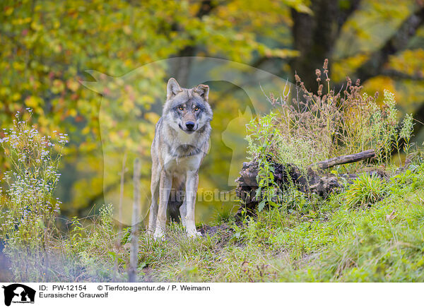 Eurasischer Grauwolf / PW-12154