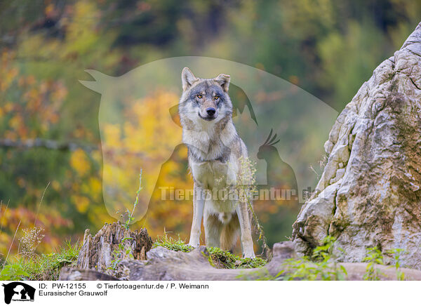 Eurasischer Grauwolf / PW-12155