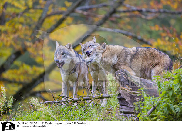 Eurasische Grauwlfe / eurasian greywolves / PW-12159