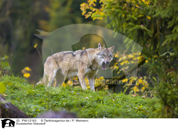 Eurasischer Grauwolf / PW-12163