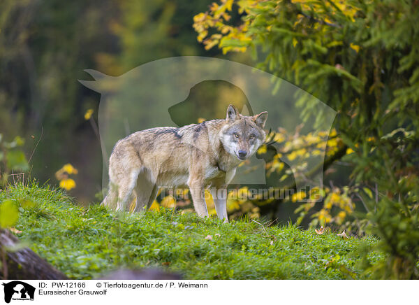 Eurasischer Grauwolf / PW-12166