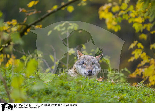 Eurasischer Grauwolf / PW-12167