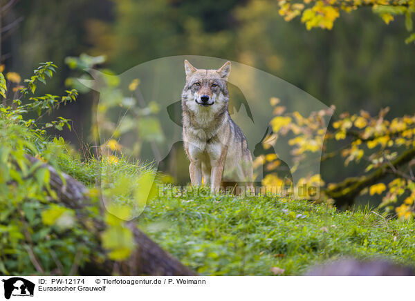 Eurasischer Grauwolf / PW-12174
