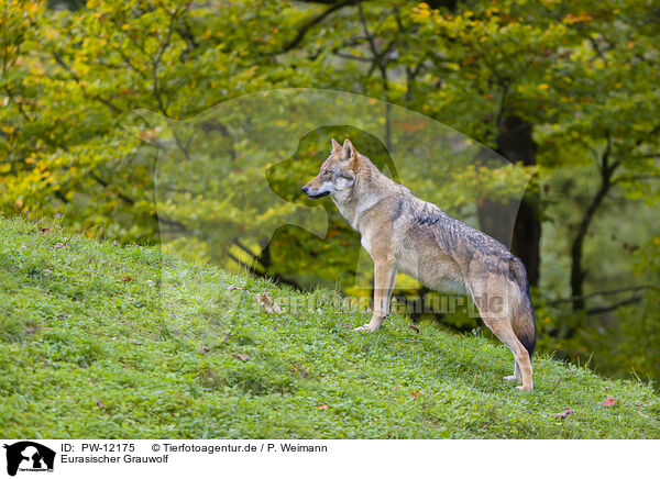 Eurasischer Grauwolf / PW-12175
