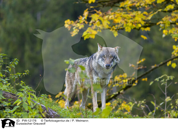 Eurasischer Grauwolf / PW-12176