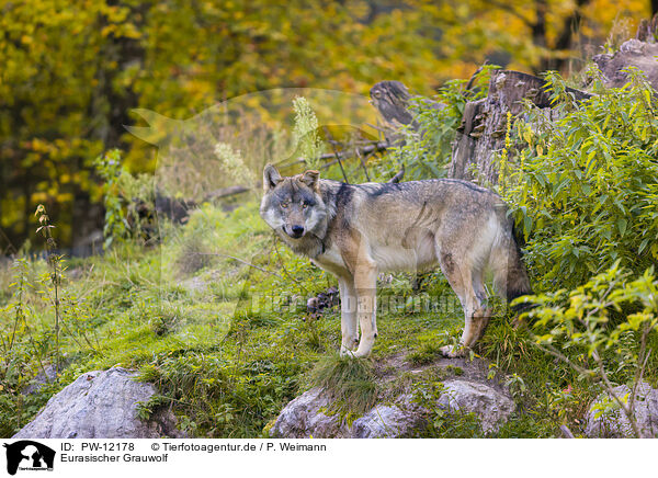 Eurasischer Grauwolf / PW-12178