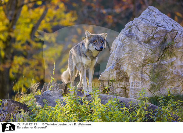 Eurasischer Grauwolf / PW-12179