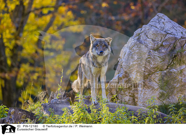 Eurasischer Grauwolf / PW-12180