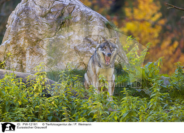 Eurasischer Grauwolf / PW-12181