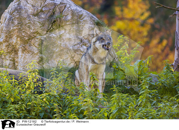 Eurasischer Grauwolf / PW-12182