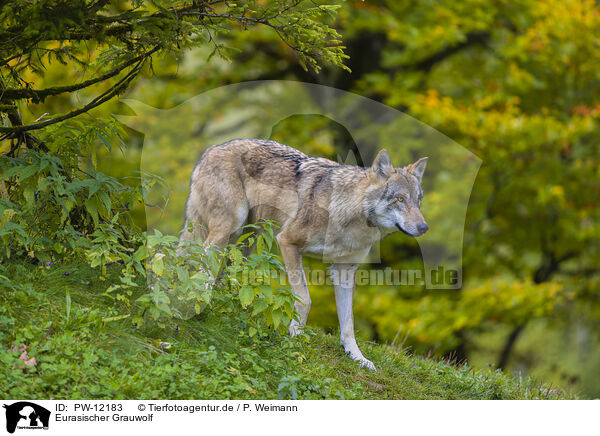 Eurasischer Grauwolf / PW-12183