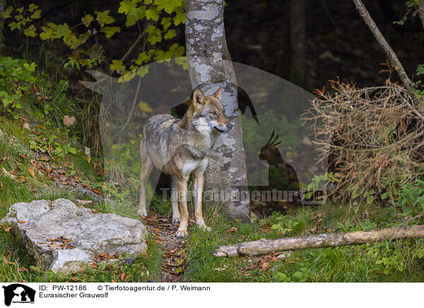 Eurasischer Grauwolf / PW-12186