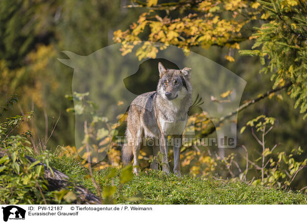Eurasischer Grauwolf / PW-12187