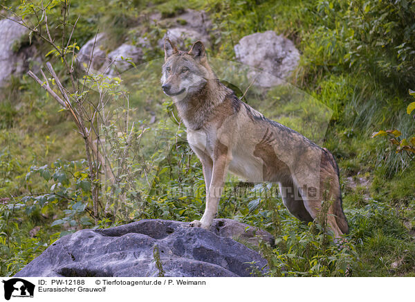 Eurasischer Grauwolf / PW-12188