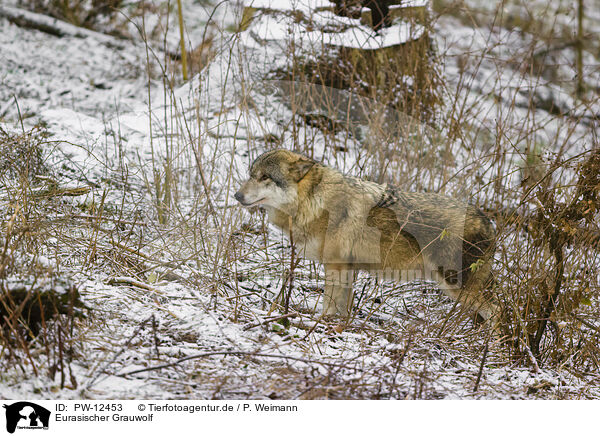 Eurasischer Grauwolf / PW-12453