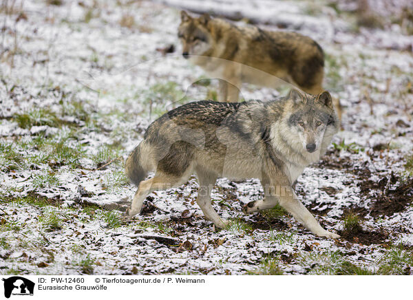 Eurasische Grauwlfe / eurasian greywolves / PW-12460