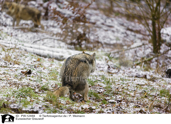 Eurasischer Grauwolf / eurasian greywolf / PW-12468