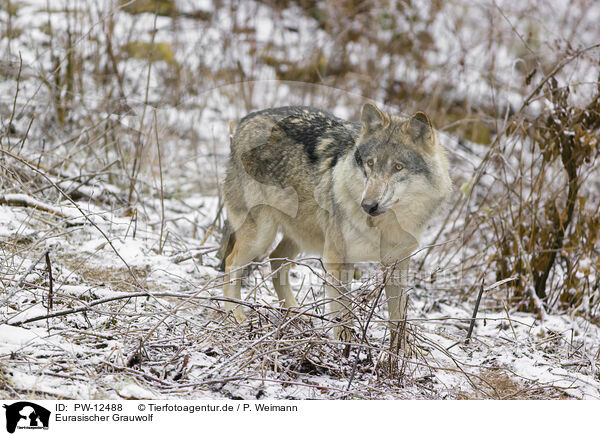 Eurasischer Grauwolf / PW-12488