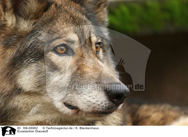 Eurasischer Grauwolf / KB-06962