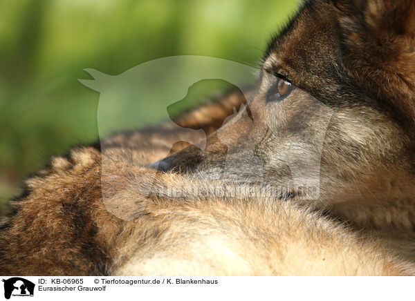 Eurasischer Grauwolf / KB-06965