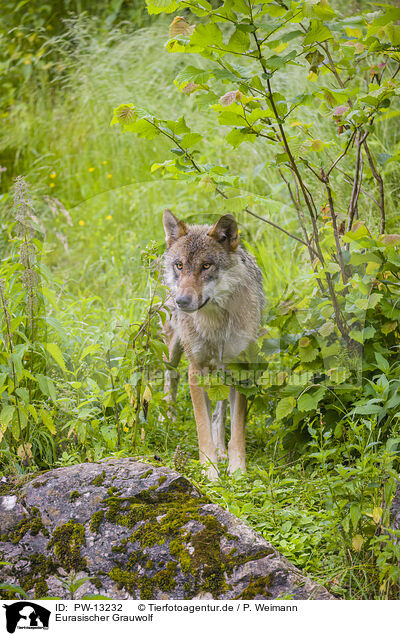 Eurasischer Grauwolf / PW-13232