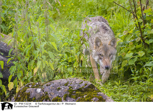 Eurasischer Grauwolf / PW-13234