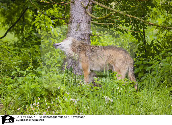 Eurasischer Grauwolf / eurasian greywolf / PW-13237