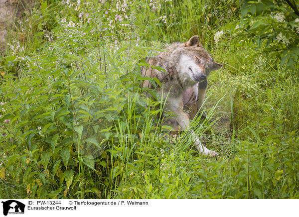 Eurasischer Grauwolf / PW-13244