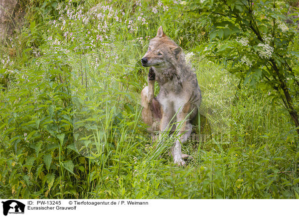 Eurasischer Grauwolf / eurasian greywolf / PW-13245