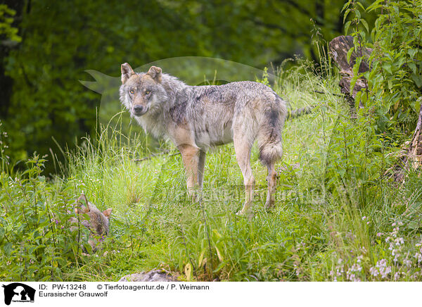 Eurasischer Grauwolf / eurasian greywolf / PW-13248