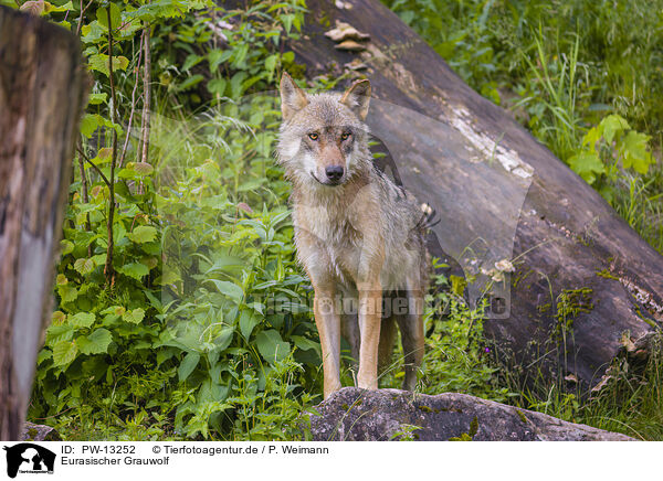 Eurasischer Grauwolf / eurasian greywolf / PW-13252