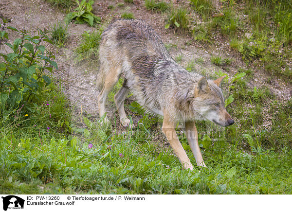 Eurasischer Grauwolf / PW-13260