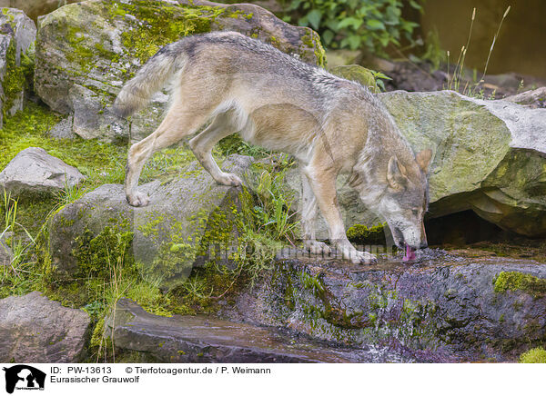 Eurasischer Grauwolf / eurasian greywolf / PW-13613