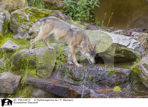 Eurasischer Grauwolf / PW-13615