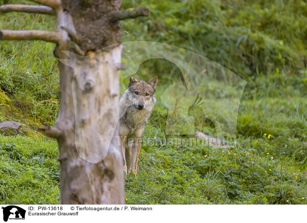 Eurasischer Grauwolf / eurasian greywolf / PW-13618
