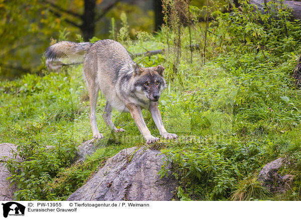 Eurasischer Grauwolf / eurasian greywolf / PW-13955