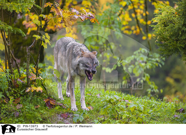 Eurasischer Grauwolf / PW-13973