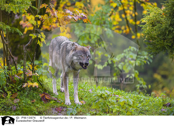 Eurasischer Grauwolf / PW-13974