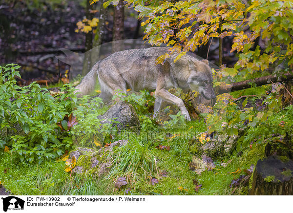 Eurasischer Grauwolf / PW-13982
