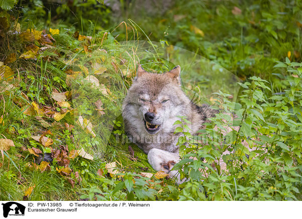 Eurasischer Grauwolf / PW-13985