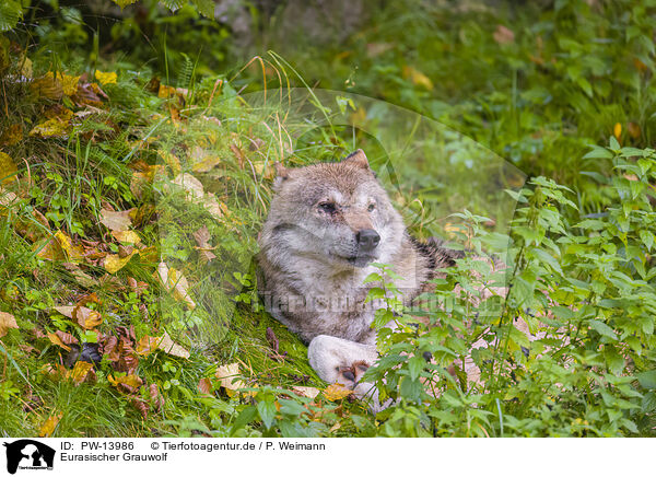 Eurasischer Grauwolf / PW-13986