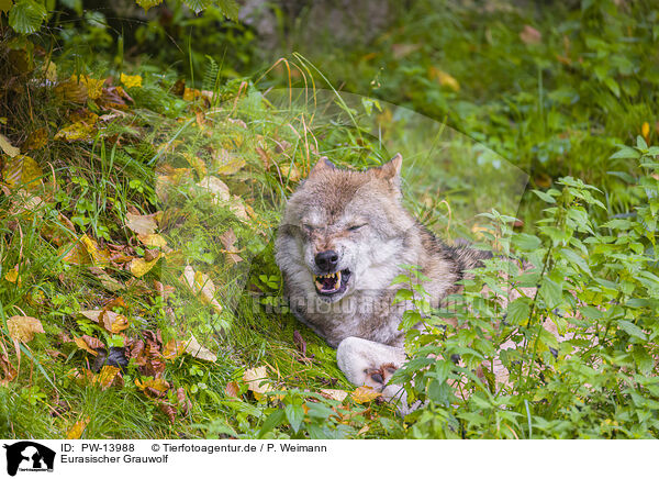 Eurasischer Grauwolf / PW-13988