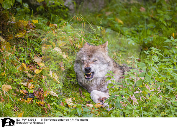 Eurasischer Grauwolf / eurasian greywolf / PW-13988