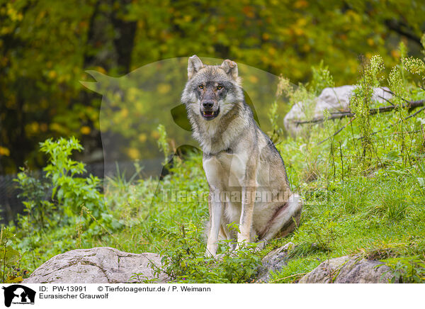 Eurasischer Grauwolf / PW-13991