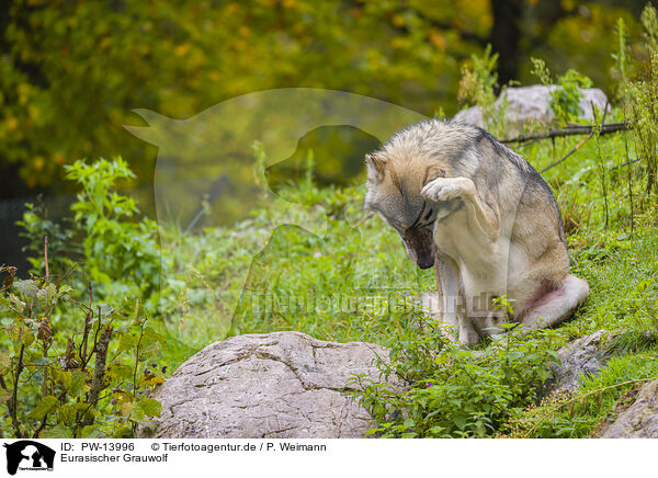 Eurasischer Grauwolf / PW-13996