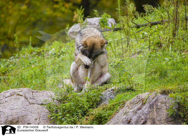 Eurasischer Grauwolf / PW-14008