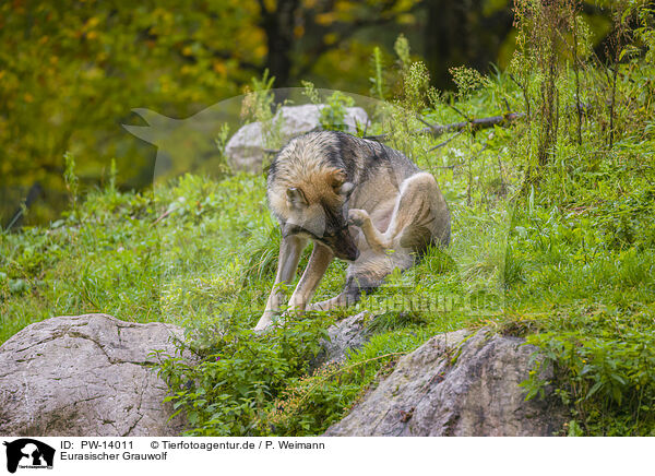 Eurasischer Grauwolf / eurasian greywolf / PW-14011