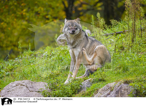 Eurasischer Grauwolf / eurasian greywolf / PW-14013